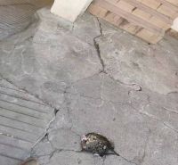 1617182301712090312.jpg 650829d238c6e36896a6cf6c4c6d272.jpg